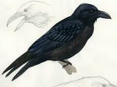 Northern Raven