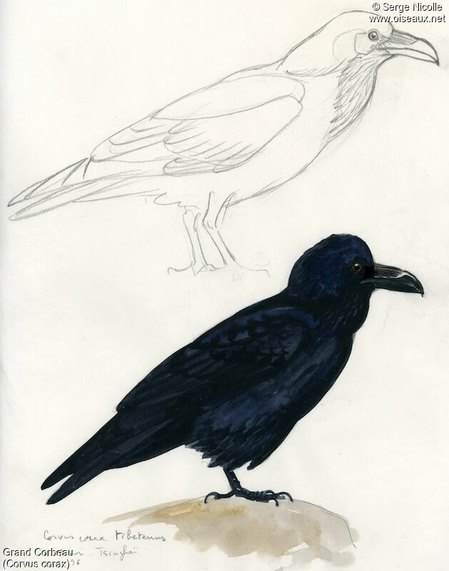 Grand Corbeau, identification