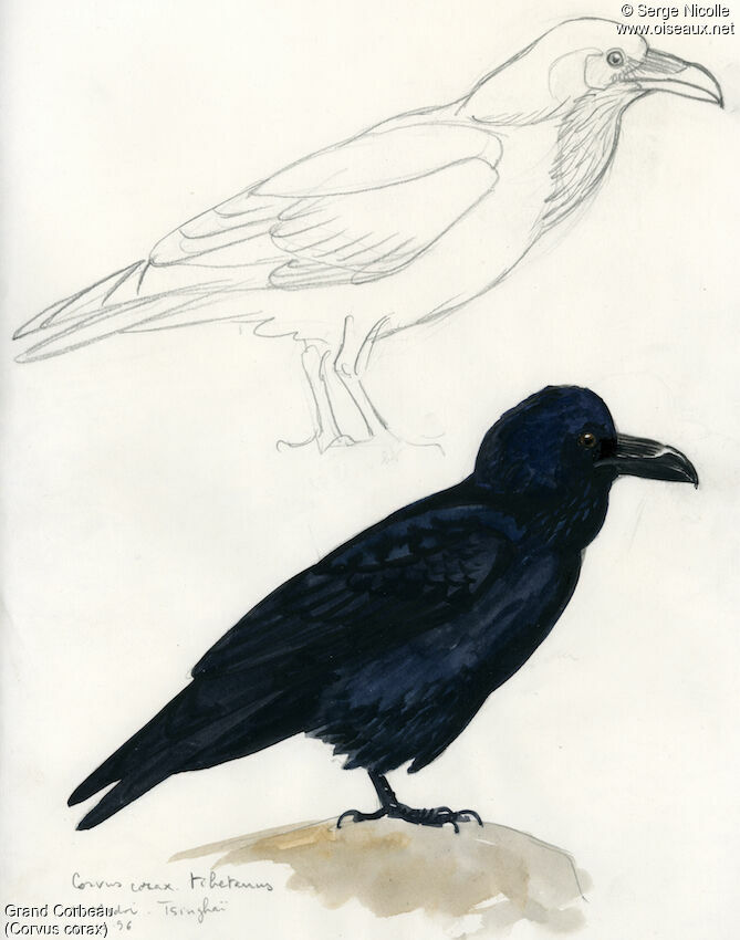 Northern Raven, identification