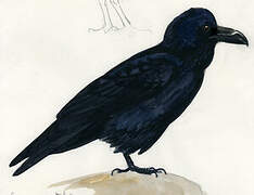 Northern Raven