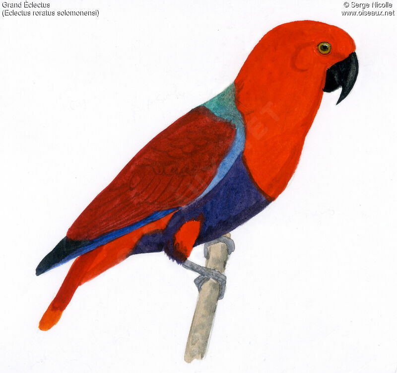 Eclectus Parrot female