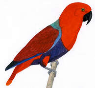 Moluccan Eclectus