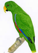 Eclectus Parrot