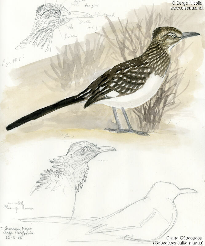 Greater Roadrunner, identification