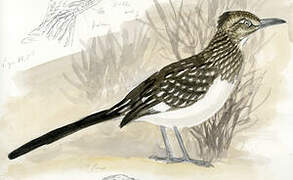 Greater Roadrunner