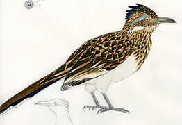 Greater Roadrunner