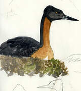 Great Grebe