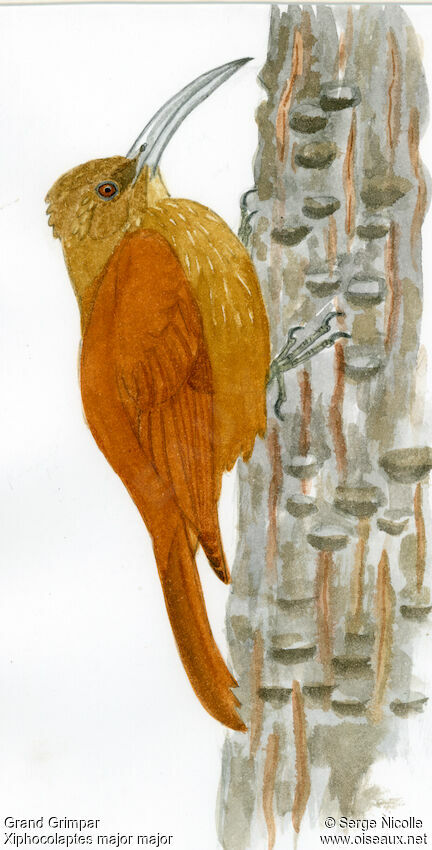 Great Rufous Woodcreeper, identification