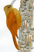 Great Rufous Woodcreeper