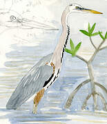 Great Blue Heron