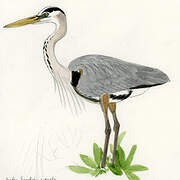 Great Blue Heron