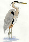 Great Blue Heron