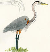 Great Blue Heron