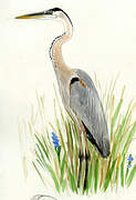 Great Blue Heron