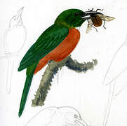 Great Jacamar