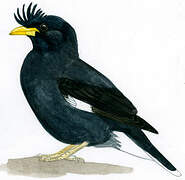 Great Myna