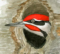 Pileated Woodpecker