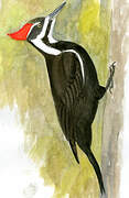 Pileated Woodpecker