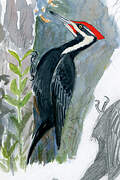 Pileated Woodpecker