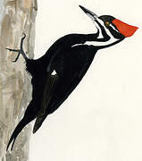 Pileated Woodpecker