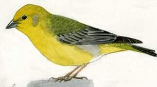 Greater Yellow Finch