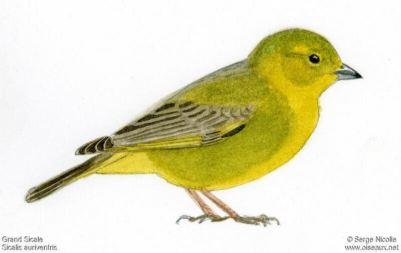 Greater Yellow Finch male, identification