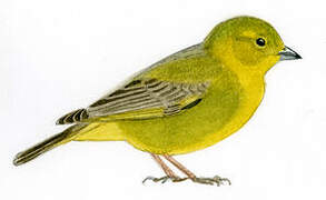Greater Yellow Finch