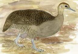 Great Tinamou