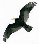 Greater Yellow-headed Vulture