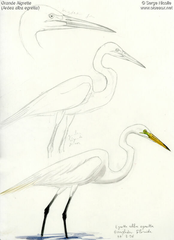 Great Egret, identification