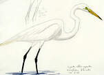 Grande Aigrette