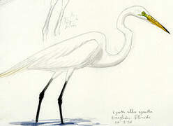 Great Egret