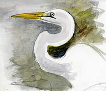 Great Egret