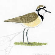 Madagascan Plover