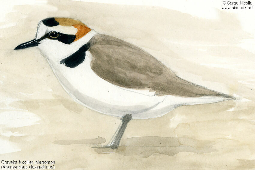 Kentish Plover male adult, identification