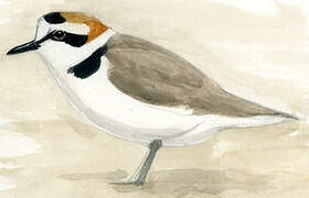 Kentish Plover