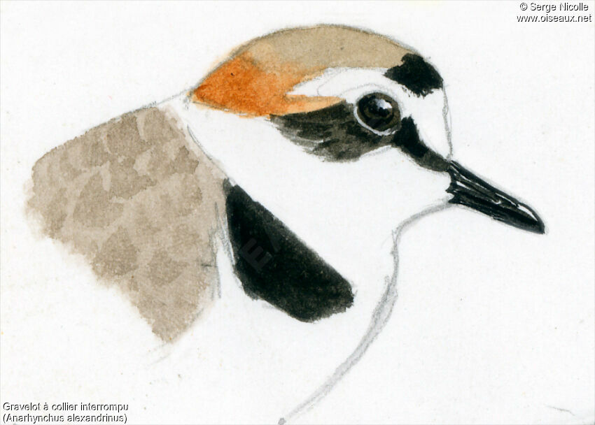 Kentish Plover, identification