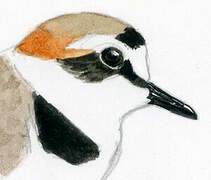 Kentish Plover