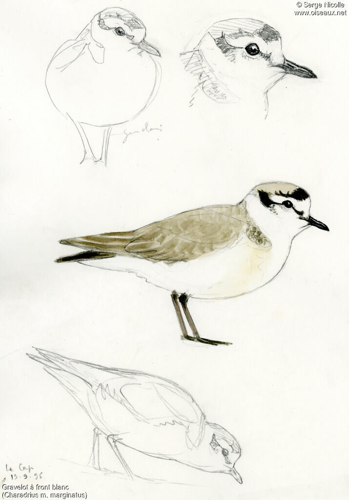 White-fronted Plover, identification