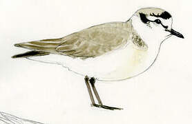 White-fronted Plover