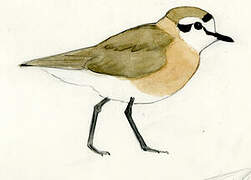 White-fronted Plover