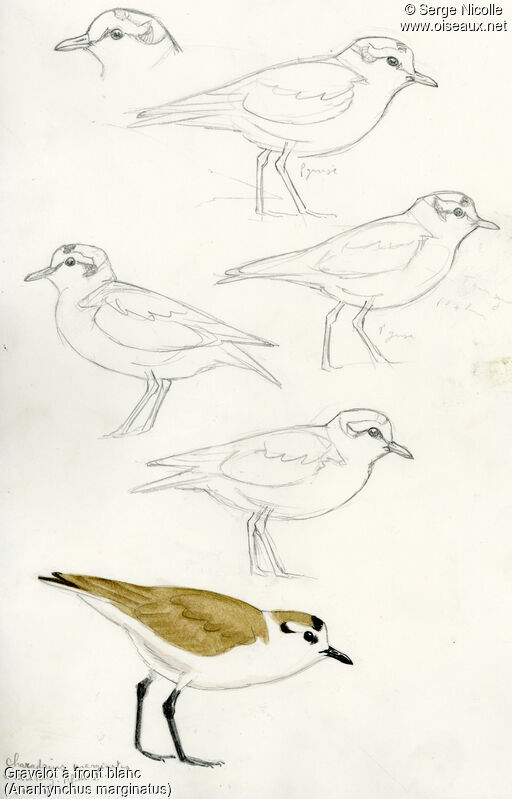 White-fronted Plover, identification