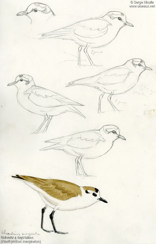 White-fronted Plover, identification