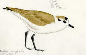 White-fronted Plover