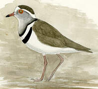 Three-banded Plover