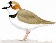 Collared Plover