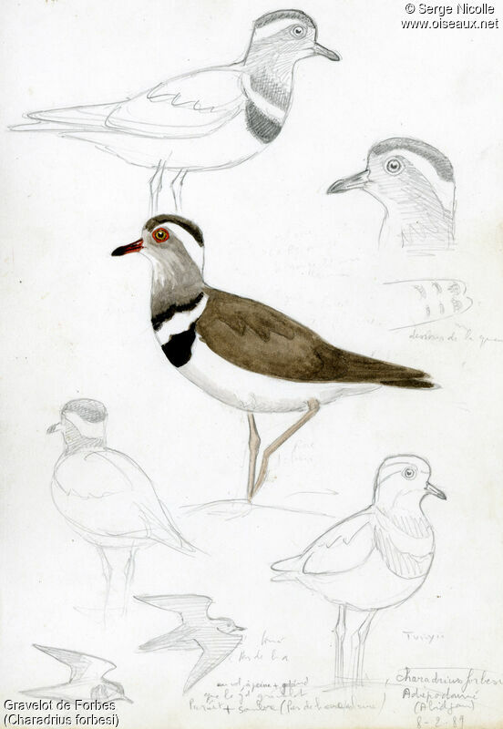 Forbes's Plover, identification