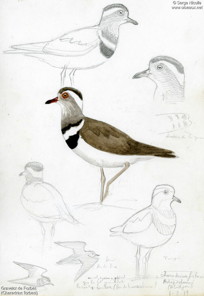 Forbes's Plover, identification