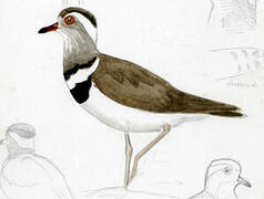 Forbes's Plover