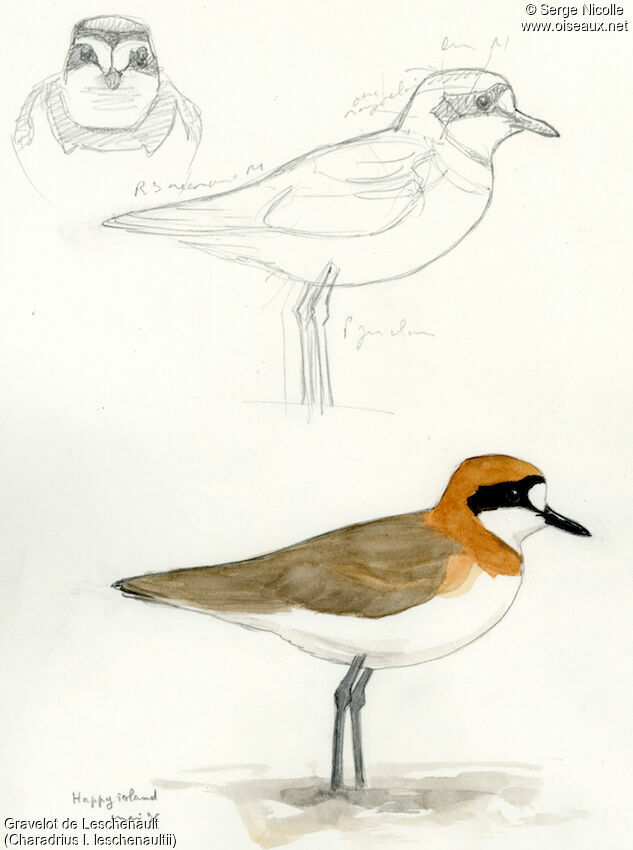 Greater Sand Plover male adult breeding, identification